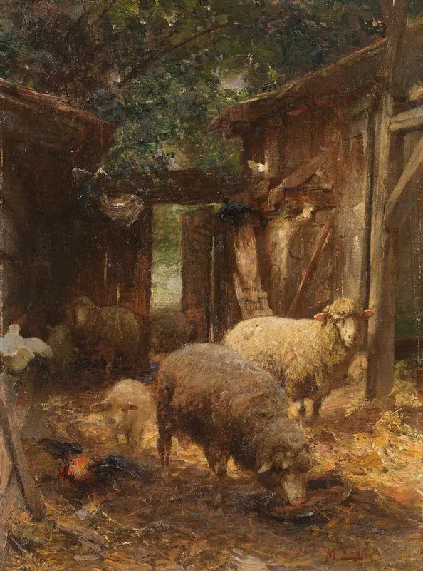 Schafe Und Lammer Beim Huhnerstall