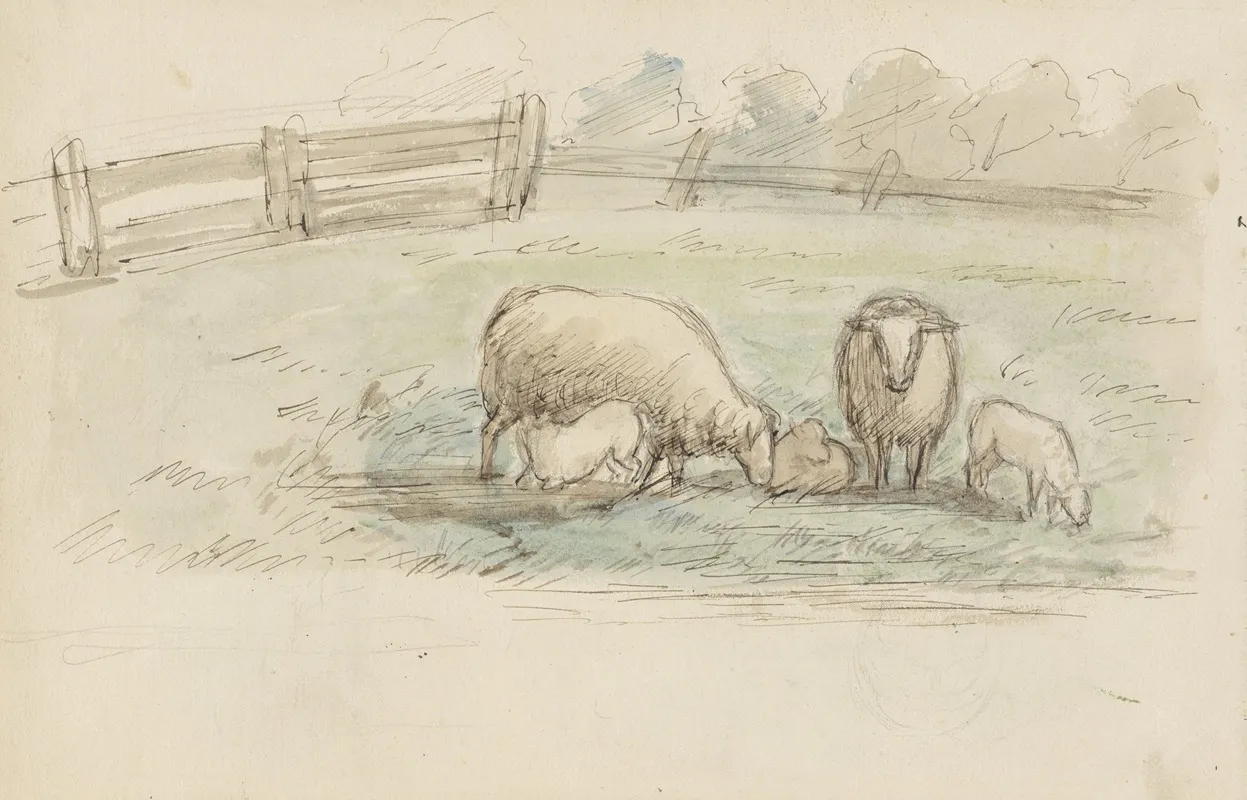 Schapen In Een Weide