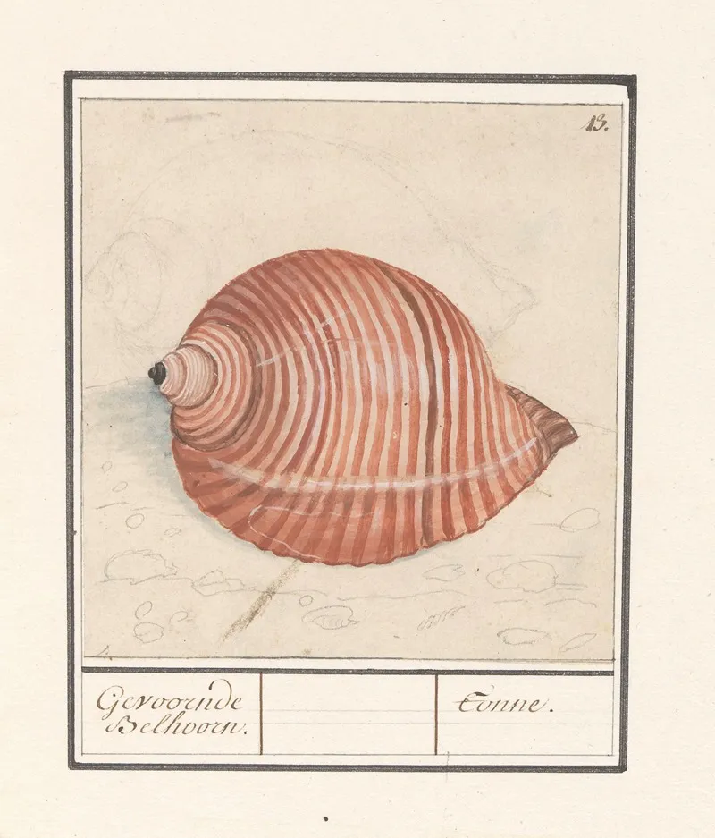 Schelp Van Een Zeeslak Gevoornde Belhoorn Tonne Wall Art by Anselmus Boëtius de Boodt - High-Resolution Digital Print