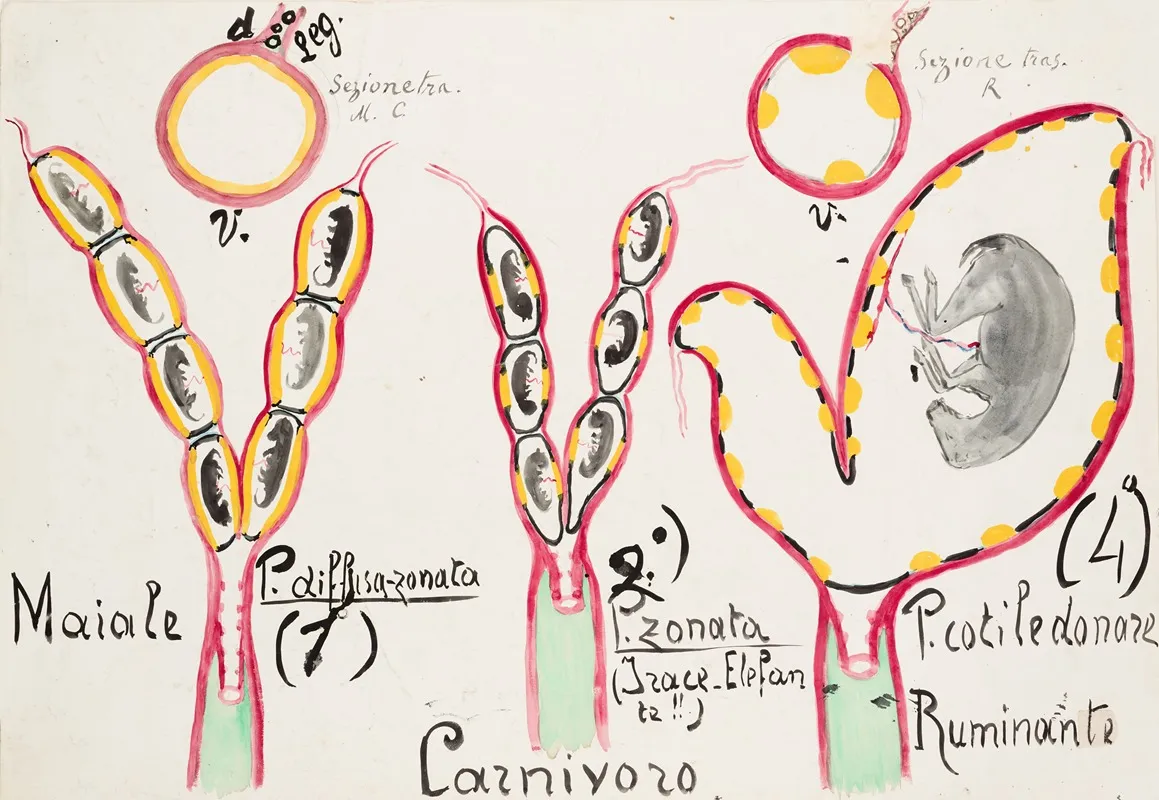 Schematic Drawings Of Placentas In Different Groups Of Eutherian Mammals