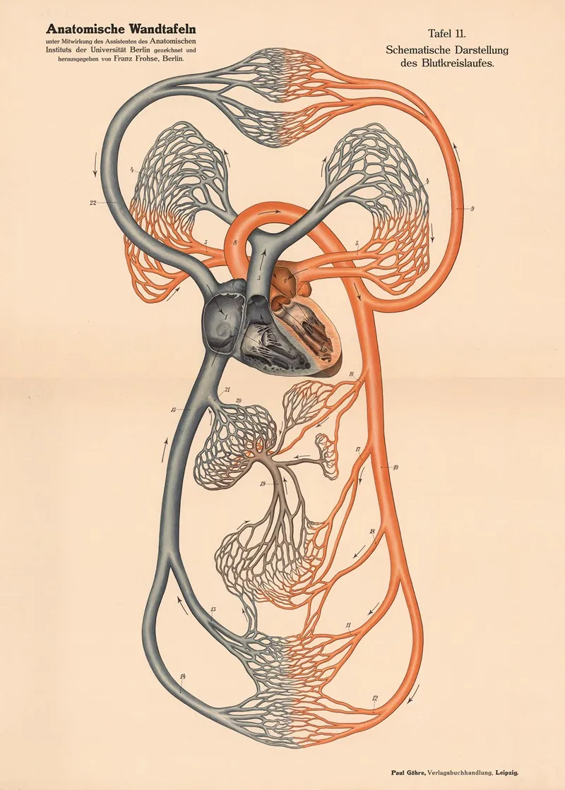 Schematic Representation Of The Circulatory System Wall Art by Franz Frohse - High-Resolution Digital Print