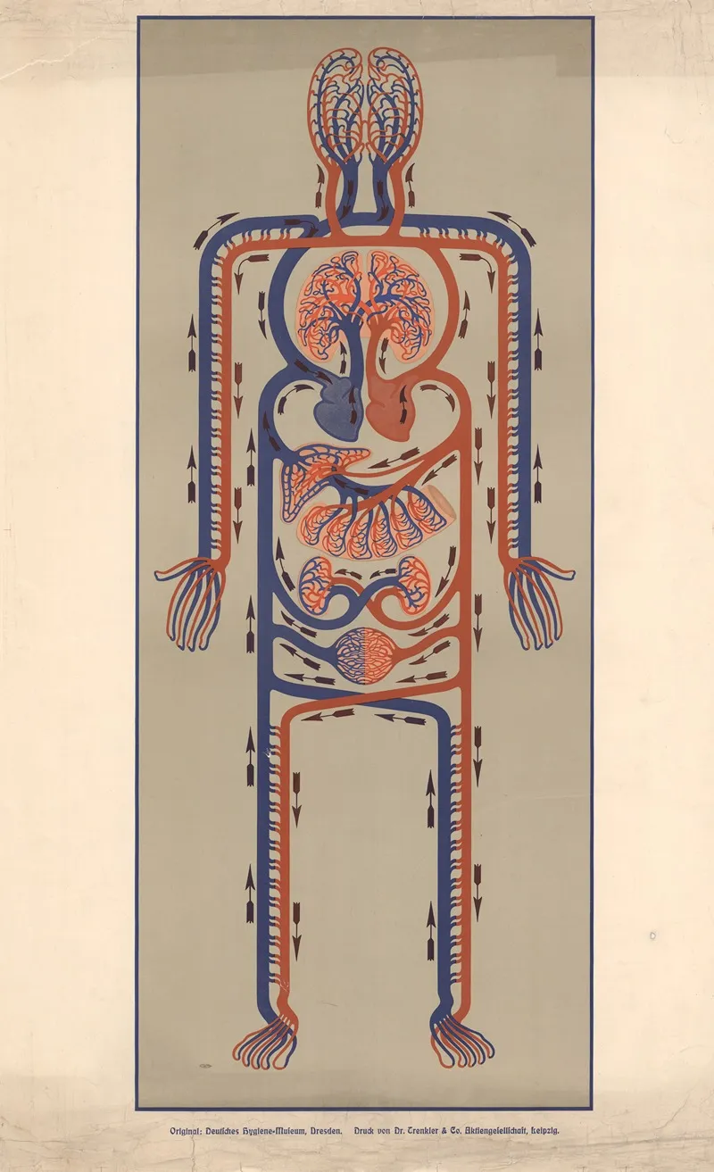 Schematic Representation Of The Human Circulatory System