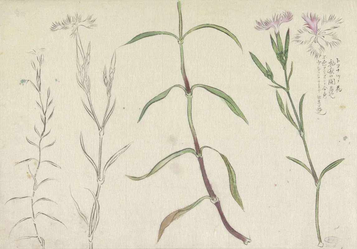 Schetsblad Met Studies Van Een Wilde Anjelier
