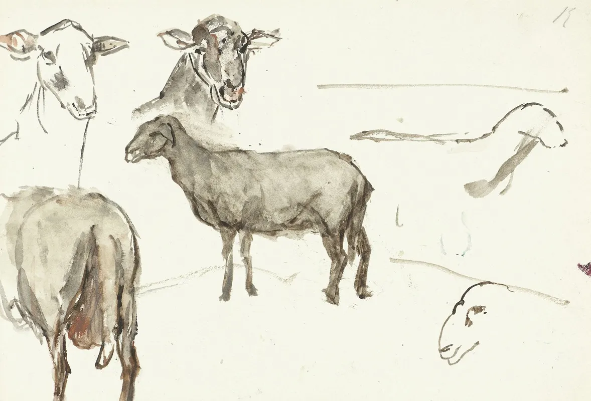 Schetsen Van Schapen