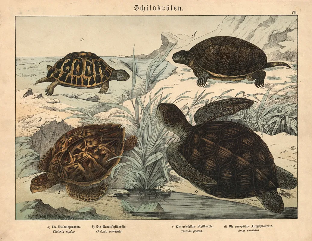 Schildkroten A Die Riesenschildkrote B Die Karett Schildkrote C Die Griechische Schildkrote D Die Europaische Flussschildkrote Wall Art by Gotthilf Heinrich von Schubert - High-Resolution Digital Print