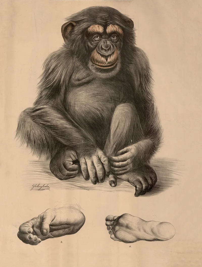 Schimpanse Troglodytes Niger B Seine Hinterhand A Fuss Des Menschen Wall Art by Franz Engleder - High-Resolution Digital Print