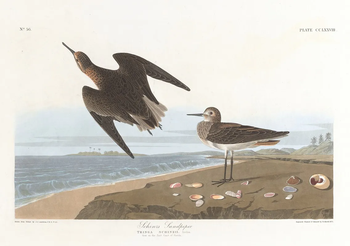 Schinzs Sandpiper Wall Art by John James Audubon - High-Resolution Digital Print