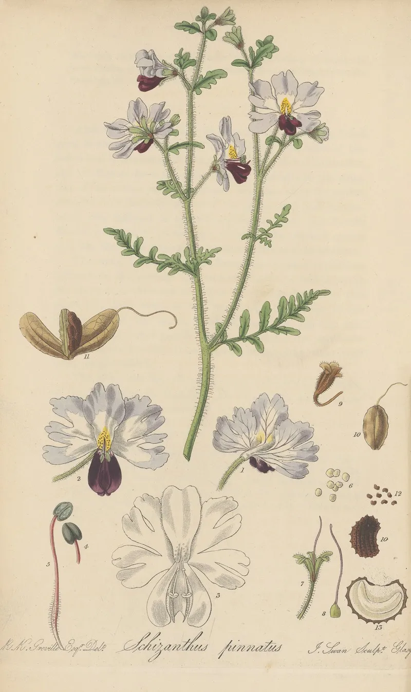 Schizanthus Pinnatus Wall Art by William Jackson Hooker - High-Resolution Digital Print