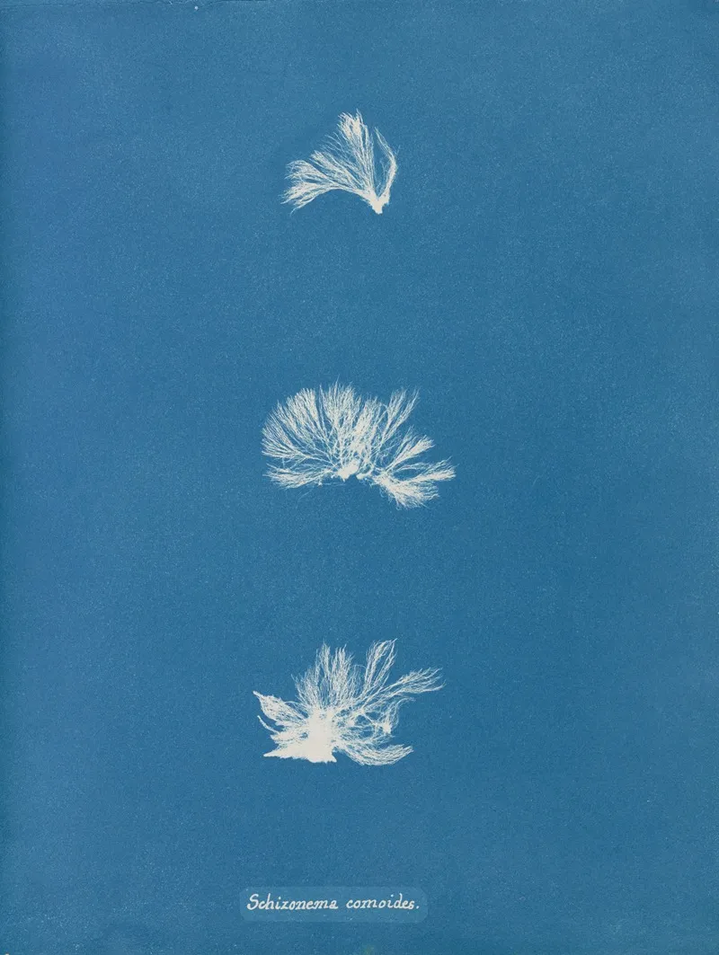 Schizonema Comoides Wall Art by Anna Atkins - High-Resolution Digital Print