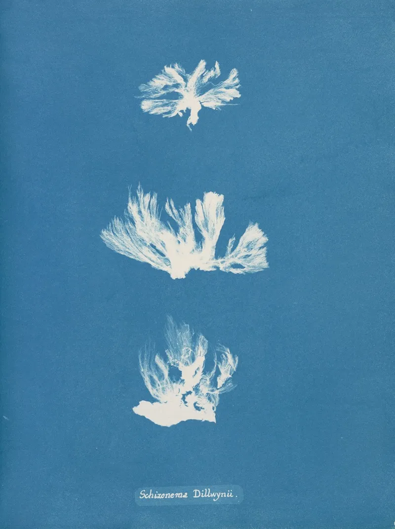 Schizonema Dillwynii Wall Art by Anna Atkins - High-Resolution Digital Print