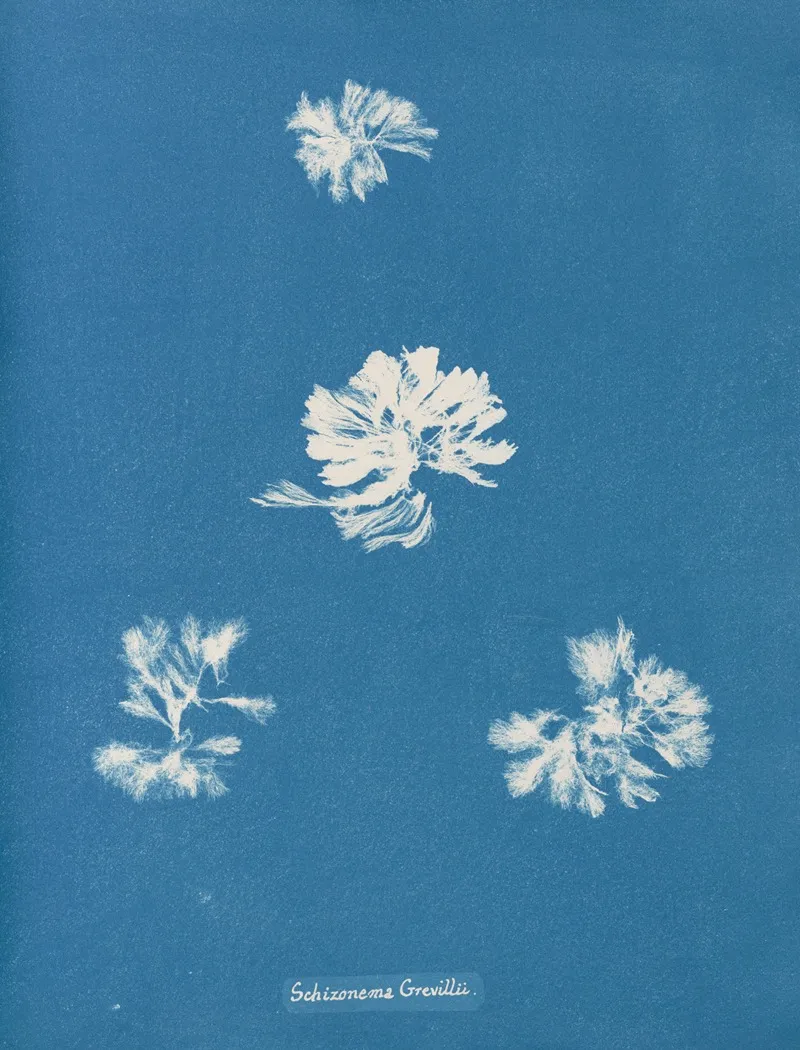 Schizonema Grevillii Wall Art by Anna Atkins - High-Resolution Digital Print