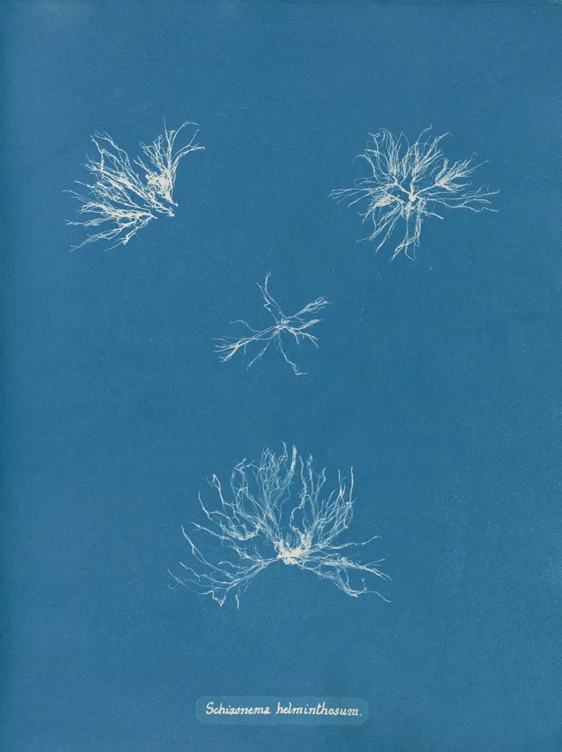 Schizonema Helminthosum Wall Art by Anna Atkins - High-Resolution Digital Print