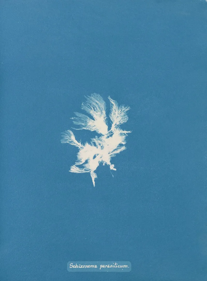Schizonema Parasiticum Wall Art by Anna Atkins - High-Resolution Digital Print