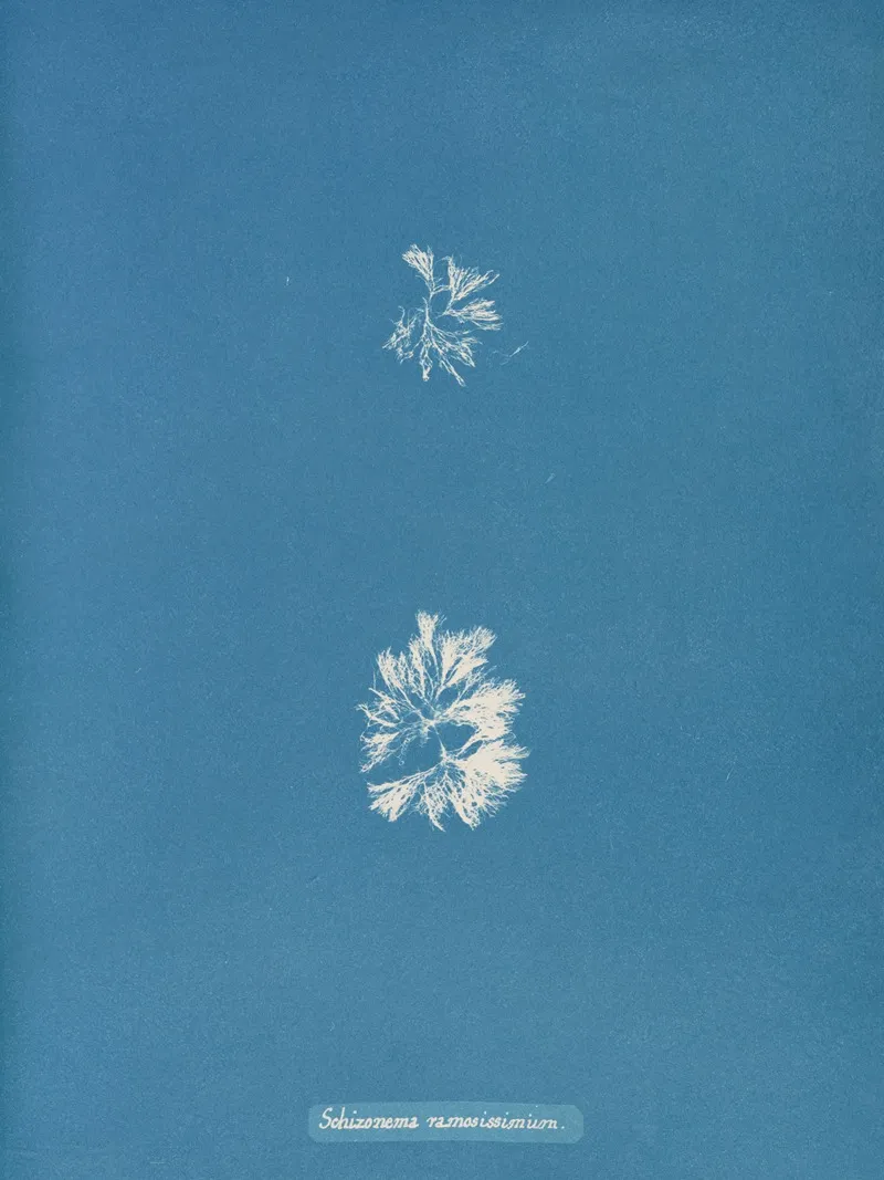 Schizonema Ramosissimum Wall Art by Anna Atkins - High-Resolution Digital Print