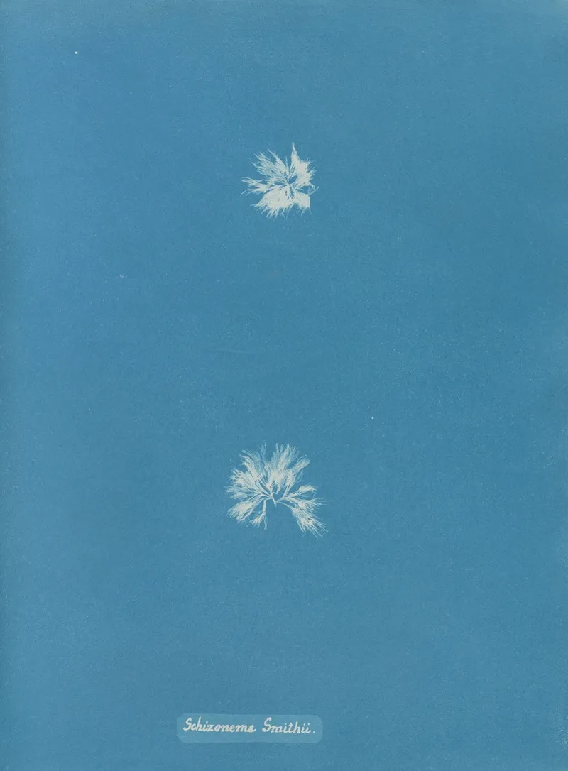 Schizonema Smithii Wall Art by Anna Atkins - High-Resolution Digital Print