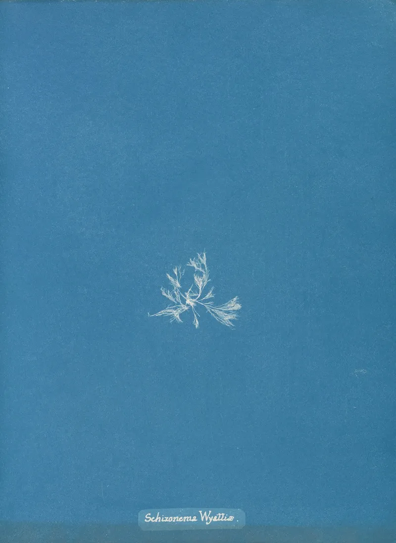 Schizonema Wyattiae Wall Art by Anna Atkins - High-Resolution Digital Print