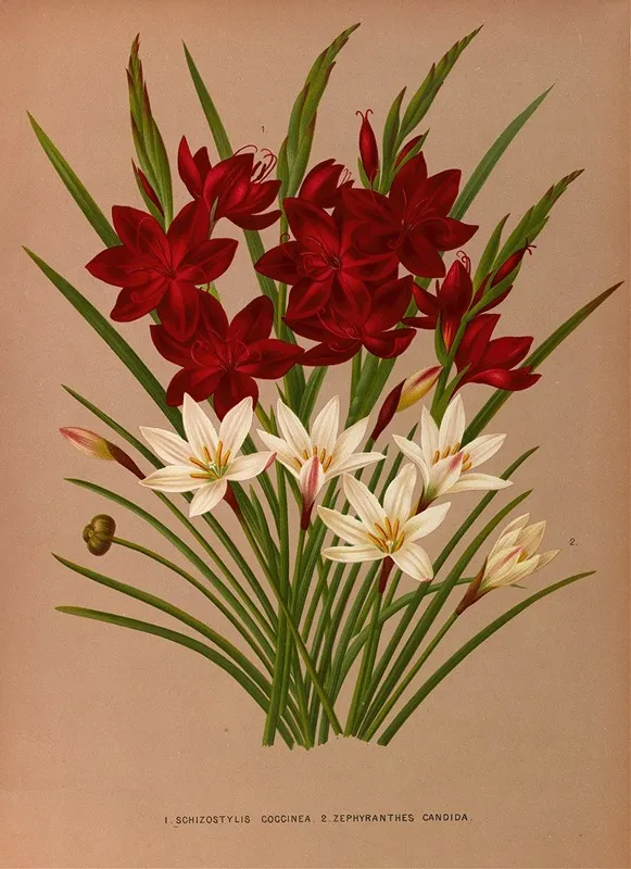 Schizostylis Coccinea 2 Zephyranthes Candida Wall Art by Arentina Hendrica Arendsen - High-Resolution Digital Print