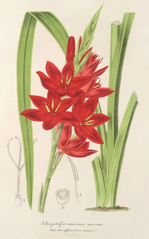 Schizostylis Coccinea W H Harvey Wall Art by Charles Antoine Lemaire - High-Resolution Digital Print