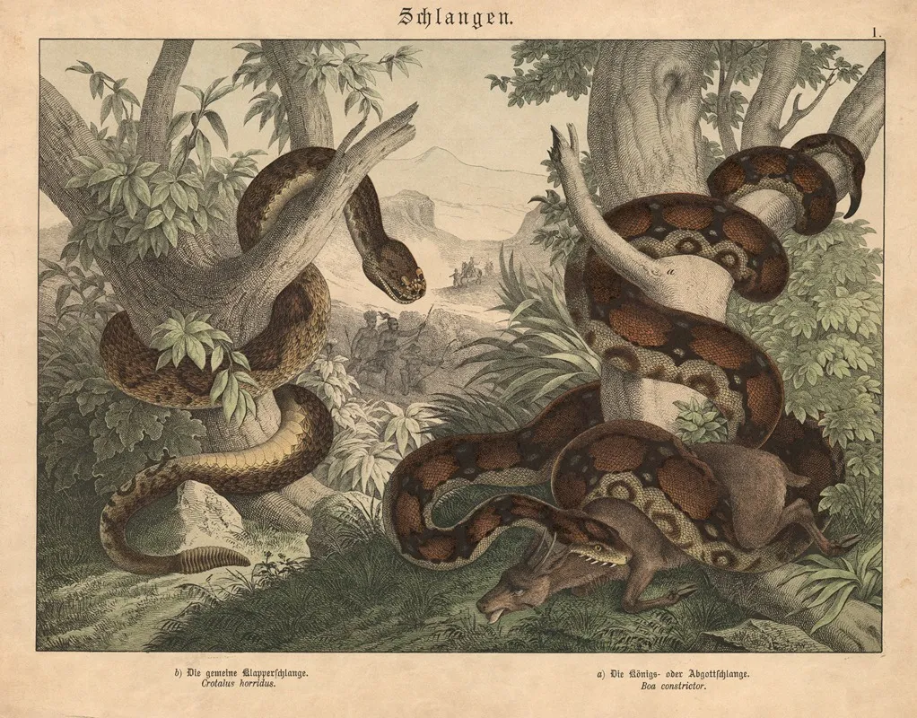 Schlangen B Die Gemeine Klapperschlange A Die Konings Oder Abgottschlange Wall Art by Gotthilf Heinrich von Schubert - High-Resolution Digital Print