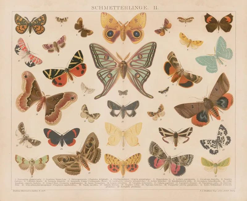 Schmetterlinge 2 Wall Art by F.A. Brockhaus - High-Resolution Digital Print