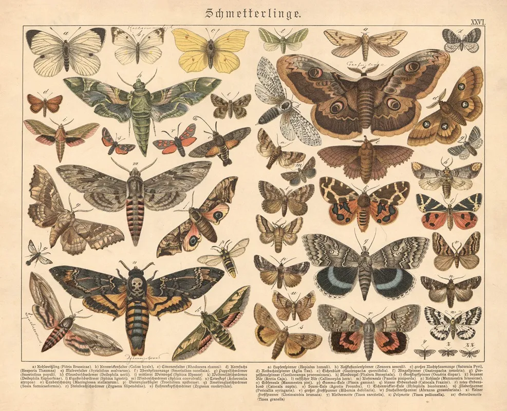 Schmetterlinge 3 Wall Art by Gotthilf Heinrich von Schubert - High-Resolution Digital Print