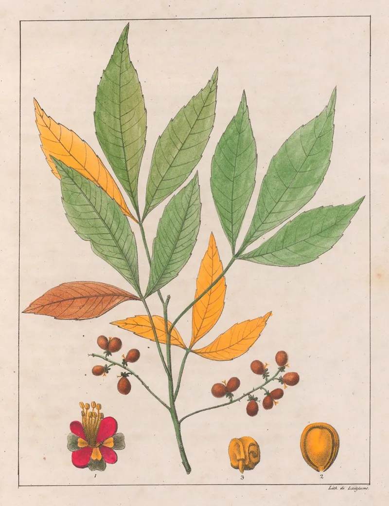 Schmidelia Edulis Wall Art by Auguste de Saint-Hilaire - High-Resolution Digital Print