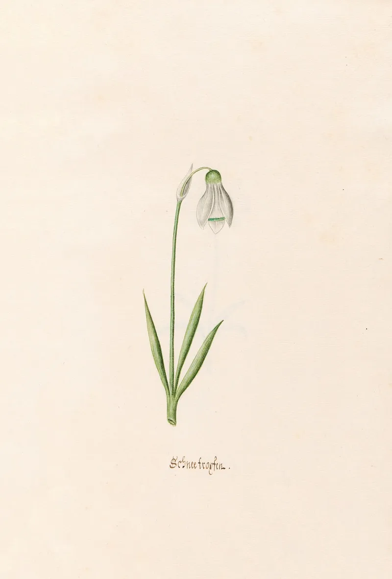 Schneefroyfen Schneeflocken Wall Art by Magdelena Rosina Funck - High-Resolution Digital Print