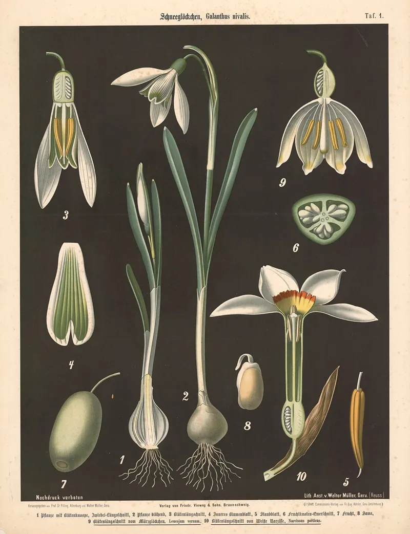 Schneeglockschen Galanthus Nivalis