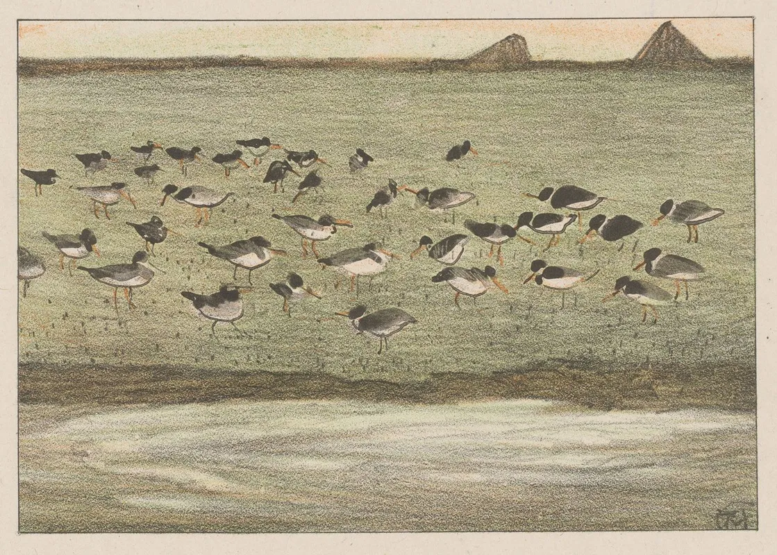 Scholeksters Aan De Waterkant
