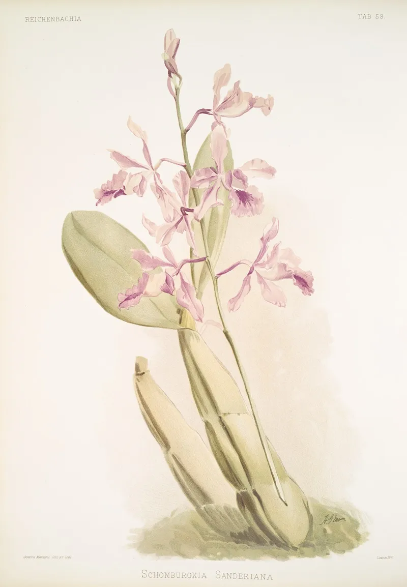 Schomburgkia Sanderiana Wall Art by Frederick Sander - High-Resolution Digital Print