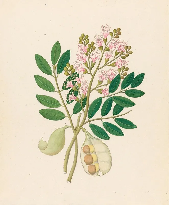 Schotia Nov Sp Schotia Latifolia Wall Art by Clemenz Heinrich Wehdemann - High-Resolution Digital Print