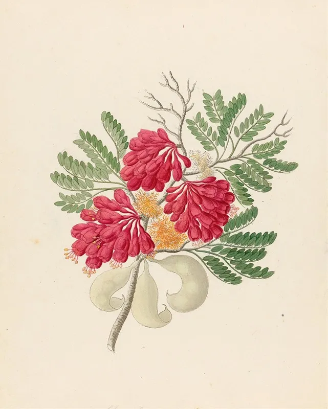 Schotia Speciosa Schotia Afra Wall Art by Clemenz Heinrich Wehdemann - High-Resolution Digital Print