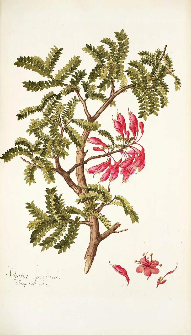 Schotia Speciosa Wall Art by Nikolaus Joseph Freiherr von Jacquin - High-Resolution Digital Print