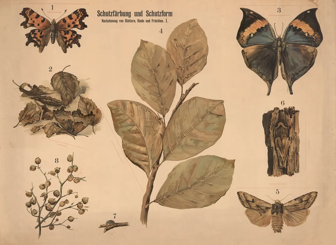 Schutzfarbung Und Schutzform Nachahmung Von Blattern Rinden Und Fruchten Wall Art by Paul Flanderky - High-Resolution Digital Print