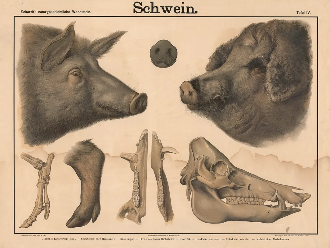 Schwein 2 Wall Art by Wilhelm Bauer - High-Resolution Digital Print