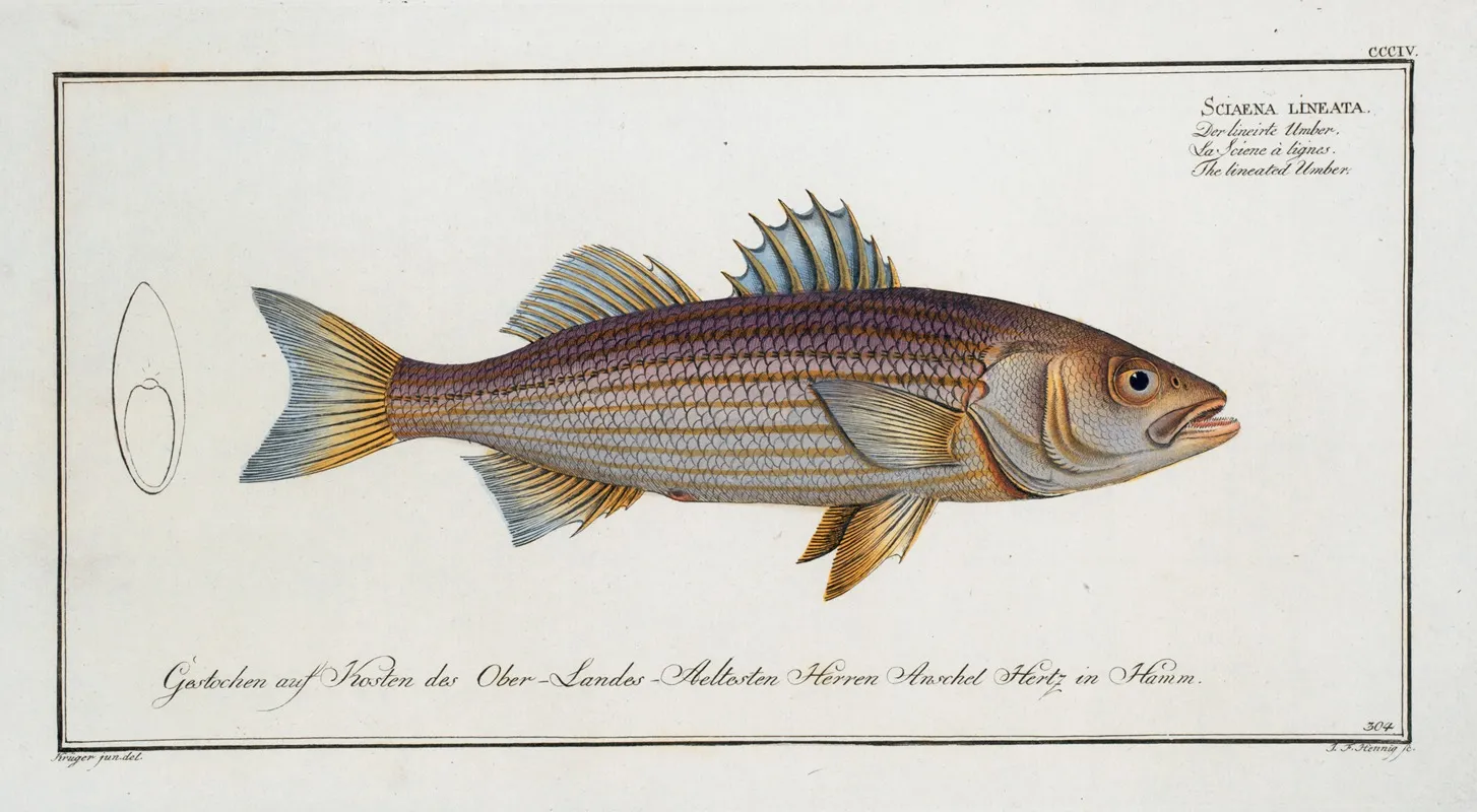 Sciaena Lineata The Lineated Umber Wall Art by Marcus Elieser Bloch - High-Resolution Digital Print