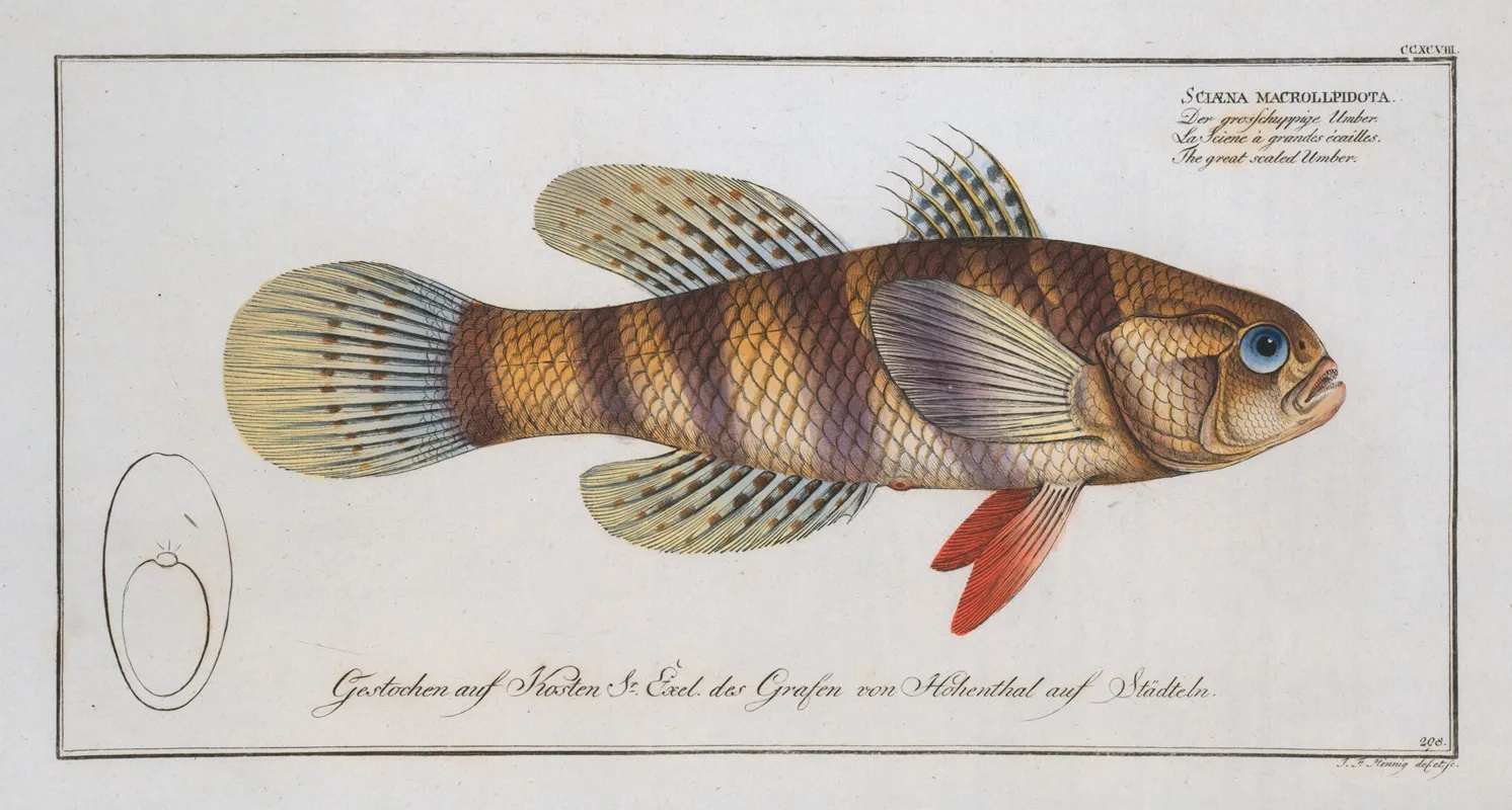 Sciaena Macrollpidota Macrolepidota The Great Scaled Umber Wall Art by Marcus Elieser Bloch - High-Resolution Digital Print