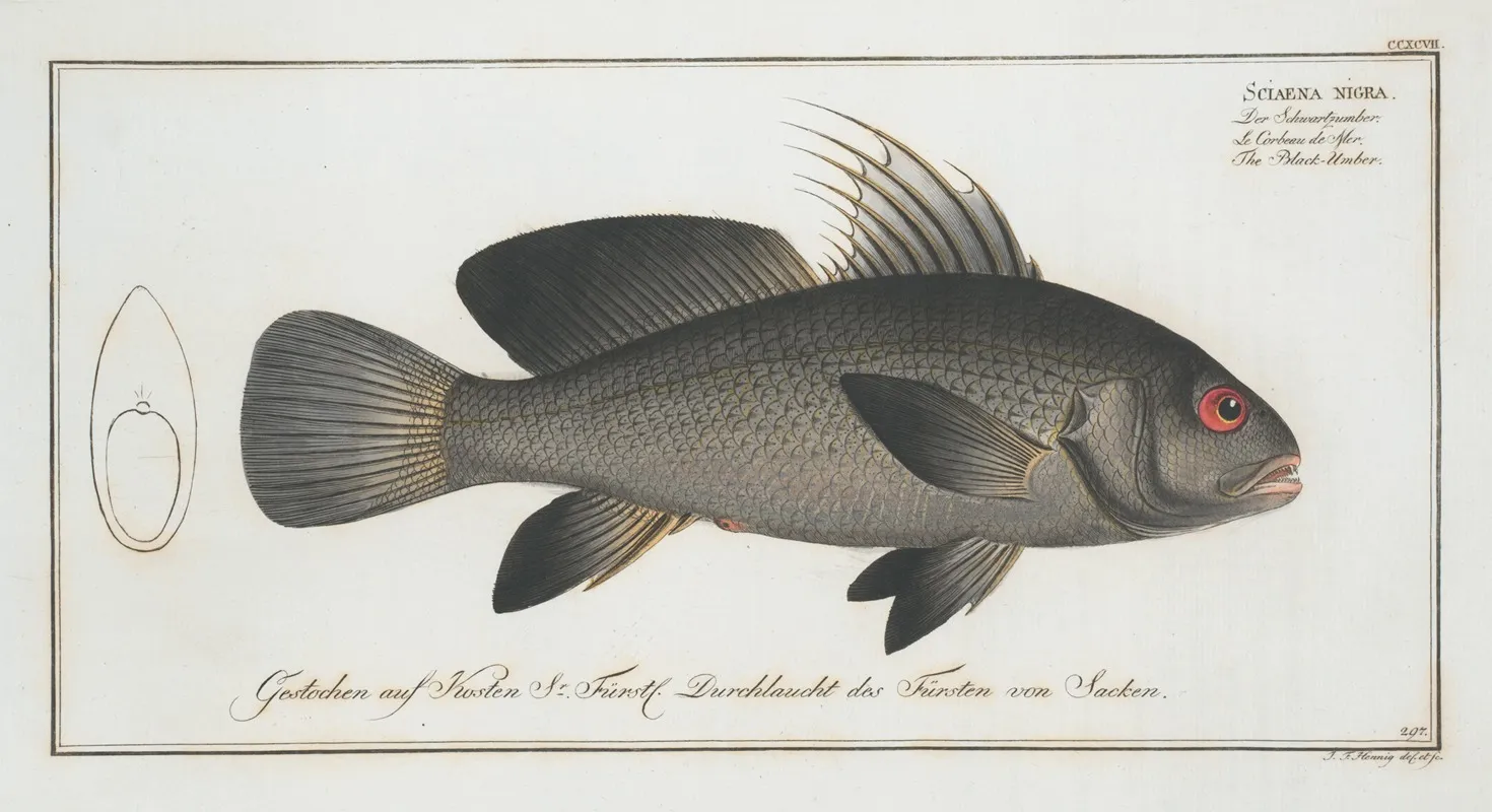 Sciaena Nigra The Black Umber Wall Art by Marcus Elieser Bloch - High-Resolution Digital Print