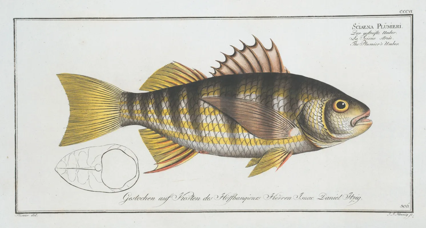 Sciaena Plumieri The Plumiers Umber Wall Art by Marcus Elieser Bloch - High-Resolution Digital Print