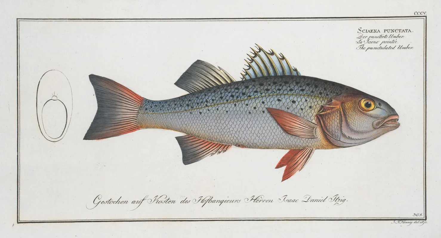 Sciaena Punctata The Punctulated Umber Wall Art by Marcus Elieser Bloch - High-Resolution Digital Print
