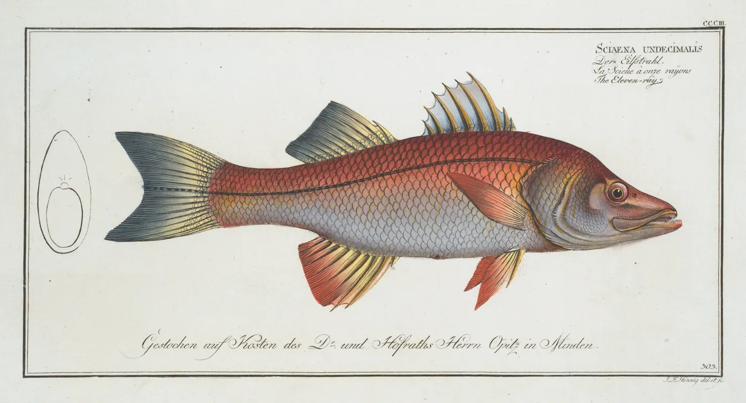 Sciaena Undecimalis The Eleven Ray Wall Art by Marcus Elieser Bloch - High-Resolution Digital Print