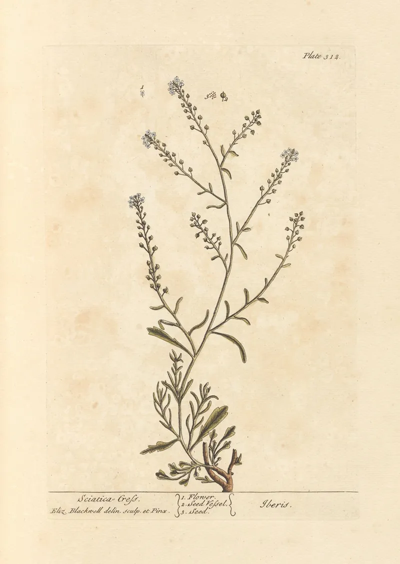 Sciatica Cress Wall Art by Elizabeth Blackwell - High-Resolution Digital Print