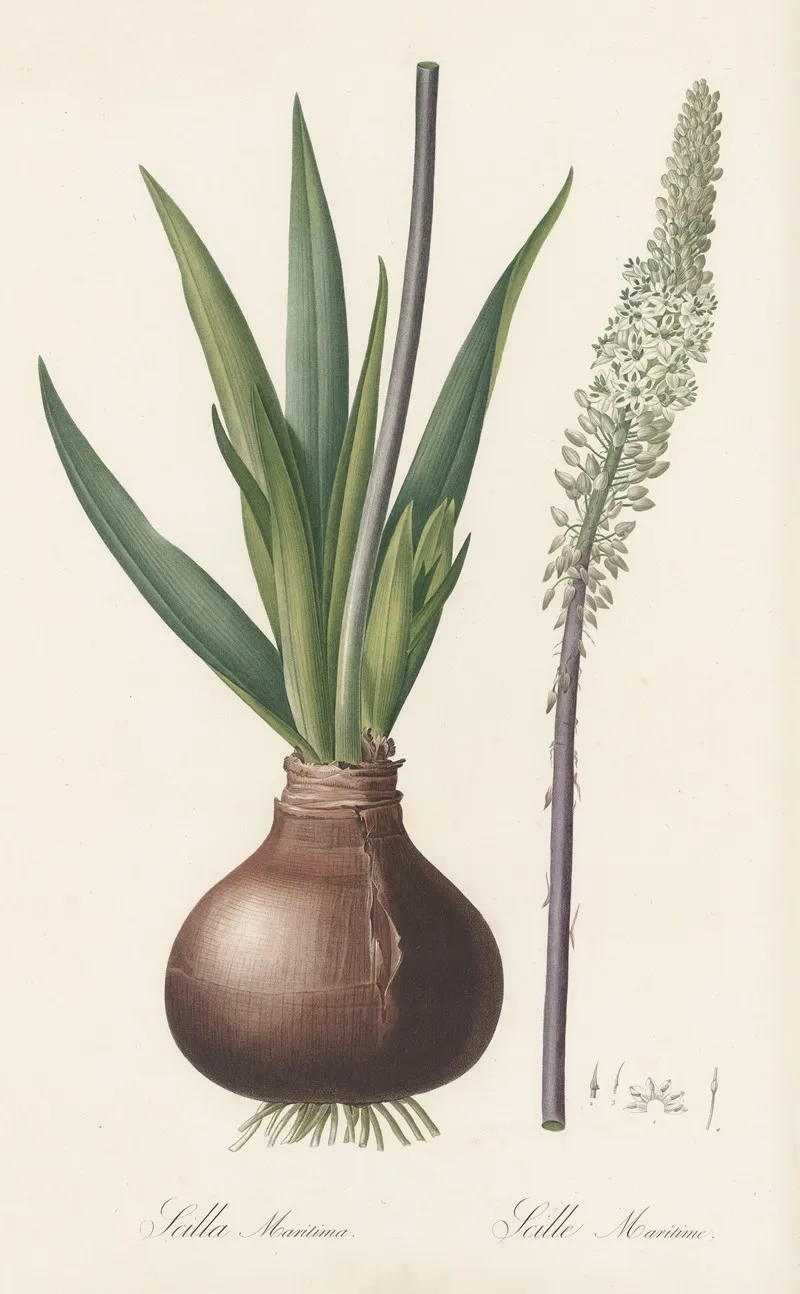 Scilla Maritima 2 Wall Art by Pierre Joseph Redouté - High-Resolution Digital Print