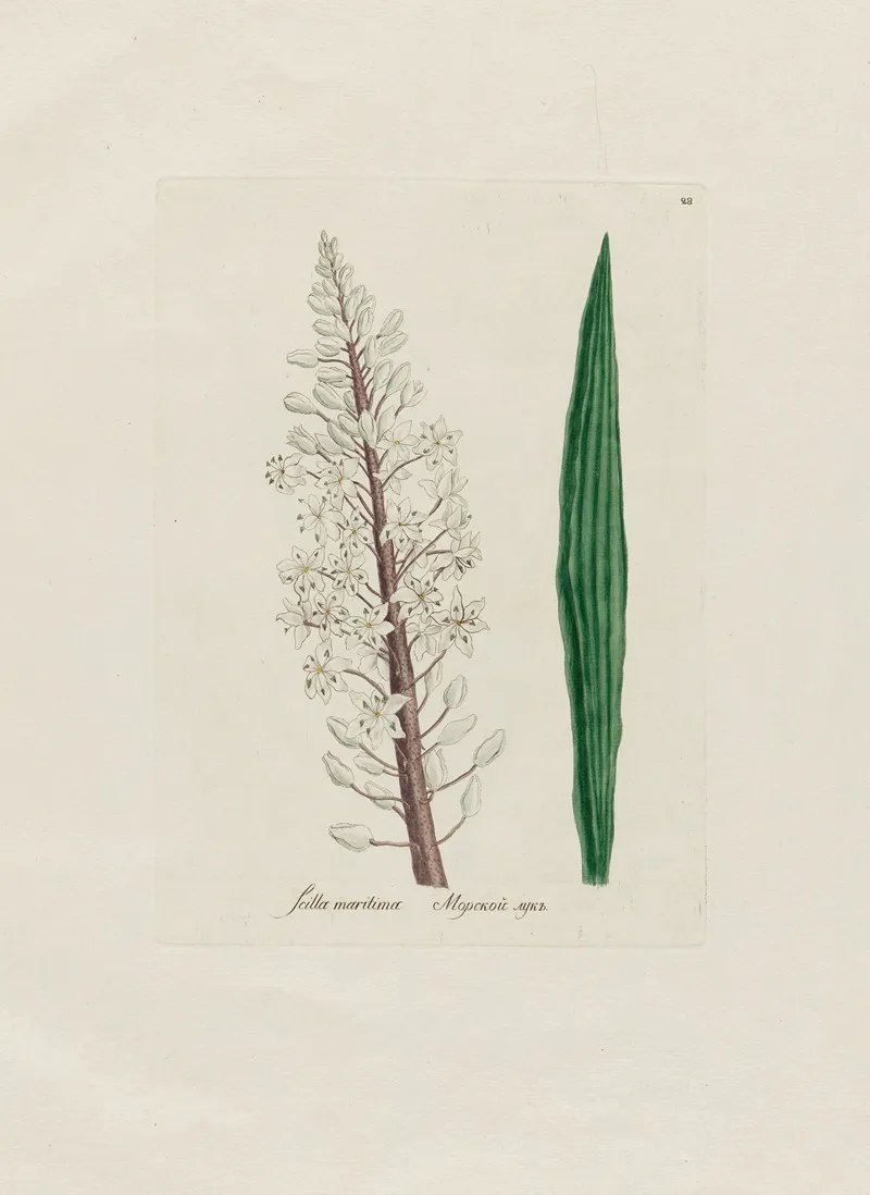 Scilla Maritima Wall Art by Petr Martynovich Gofman - High-Resolution Digital Print