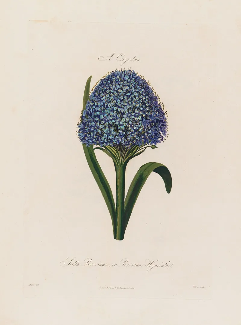 Scilla Peruviana Or Peruvian Hyacinth Wall Art by Robert John Thornton - High-Resolution Digital Print