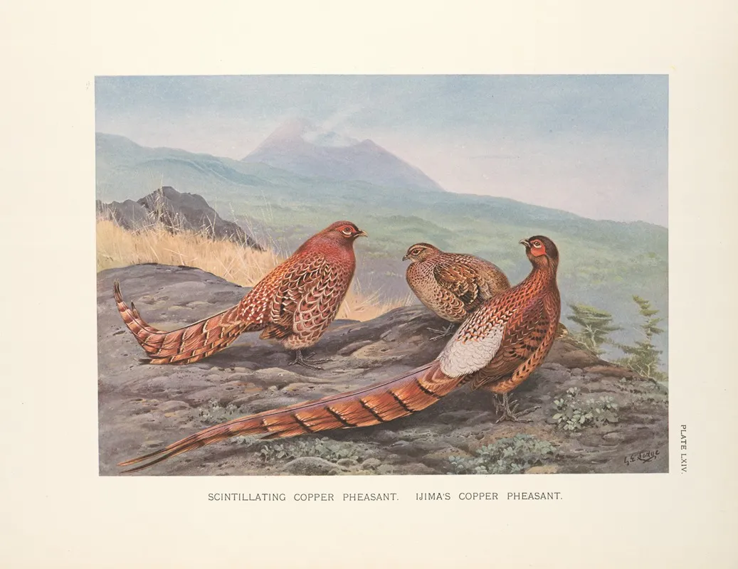 Scintillating Copper Pheasant Syrmaticus Soemmerringi Scintillas Ijimas Copper Pheasant Syrmaticus Soemmerringi Ijimae Wall Art by George Edward Lodge - High-Resolution Digital Print
