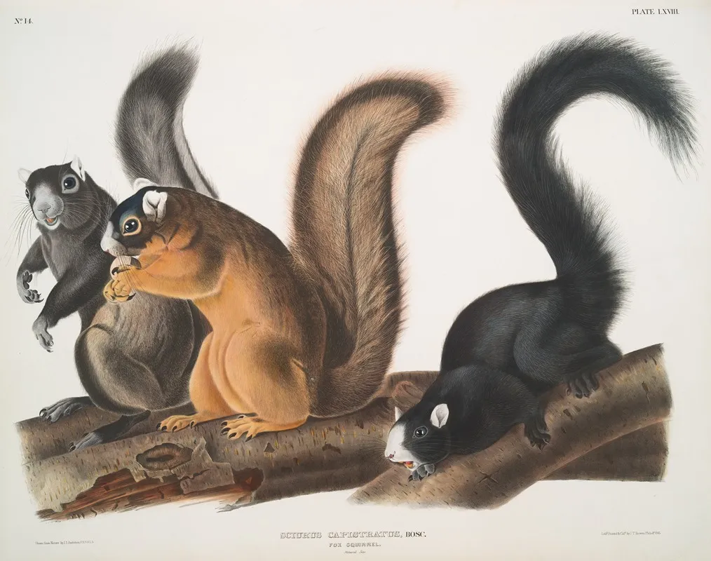 Sciurus Capistratus Fox Squirrel Natural Size Wall Art by John Woodhouse Audubon - High-Resolution Digital Print
