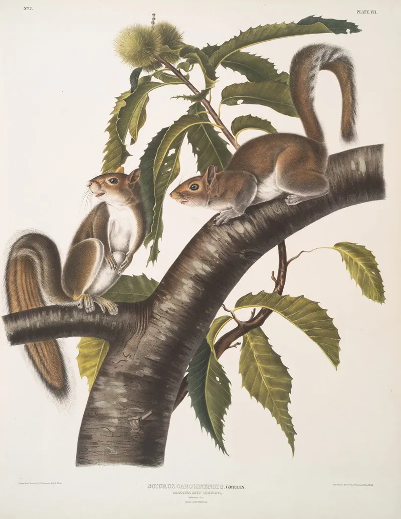 Sciurus Carolinensis Carolina Grey Squirrel Natural Size Male Female Wall Art by John Woodhouse Audubon - High-Resolution Digital Print