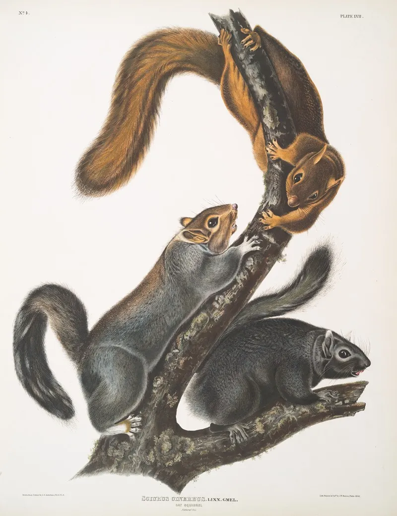 Sciurus Cinereus Cat Squirrel Natural Size Wall Art by John Woodhouse Audubon - High-Resolution Digital Print