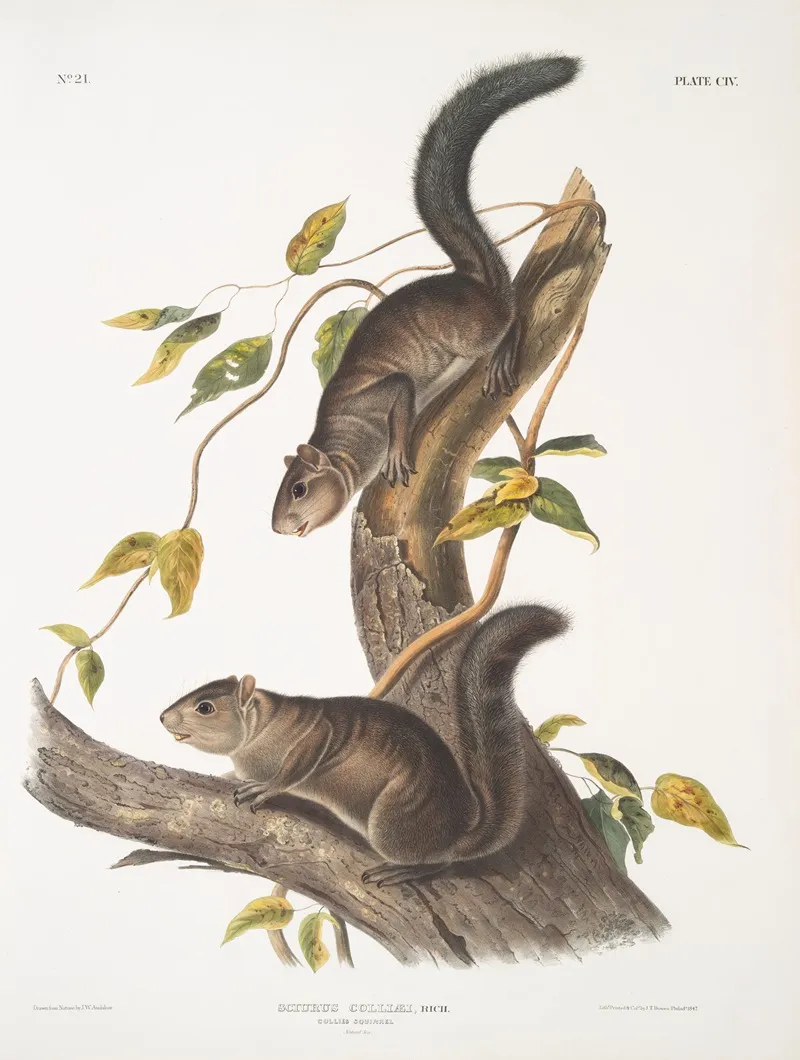 Sciurus Colliaei Collies Squirrel Natural Size Wall Art by John Woodhouse Audubon - High-Resolution Digital Print